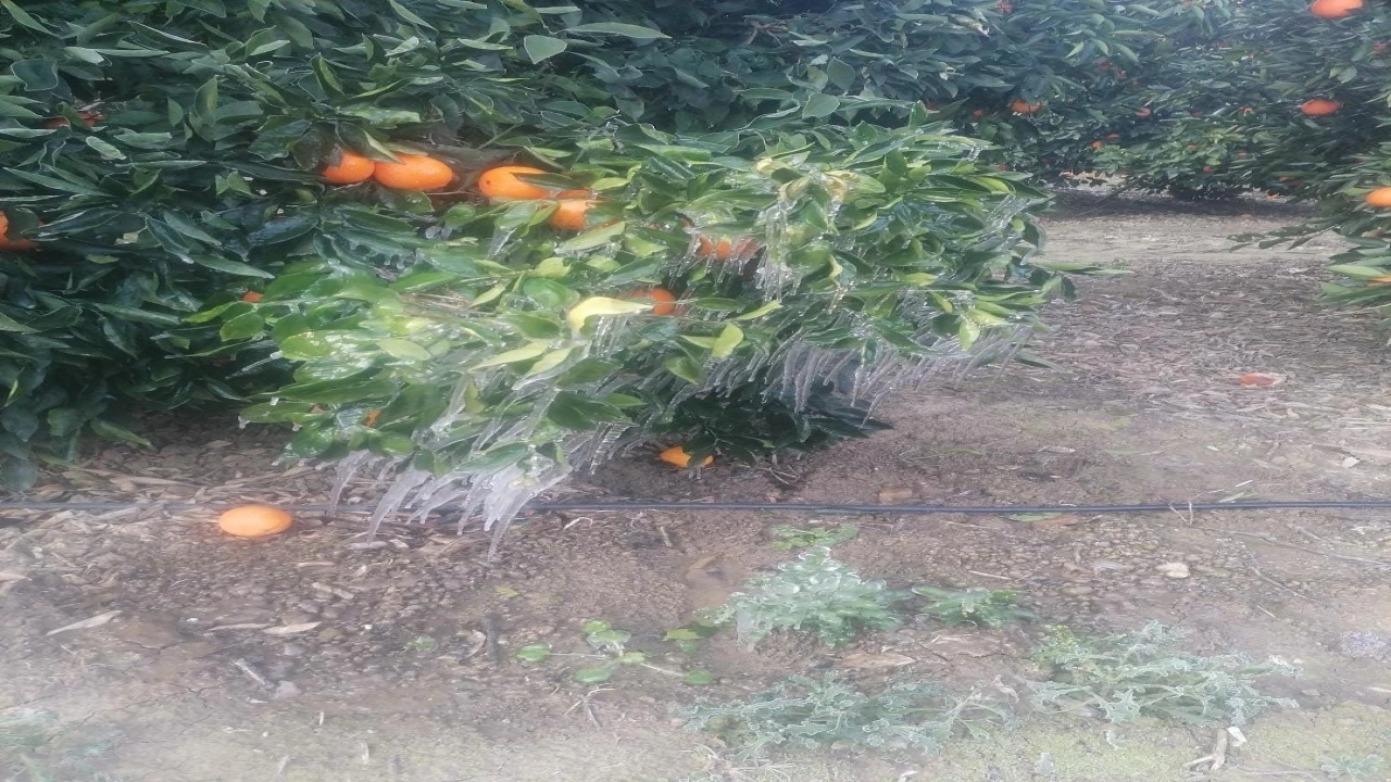 Adanada portakal ağaçları buz tuttu