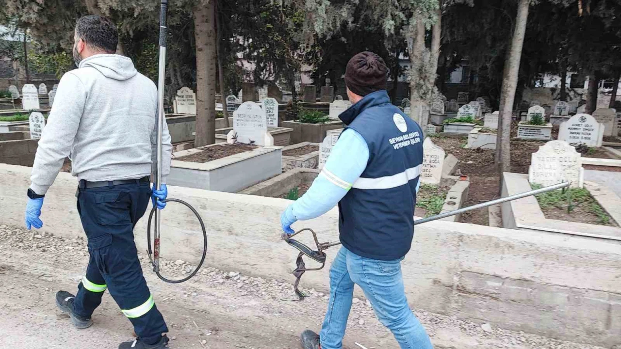 Adanada sokak köpeği endişesi