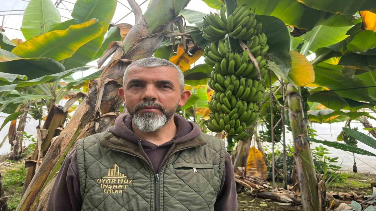 Alanya, Türkiyenin muz ihtiyacının yüzde 40ını karşılıyor