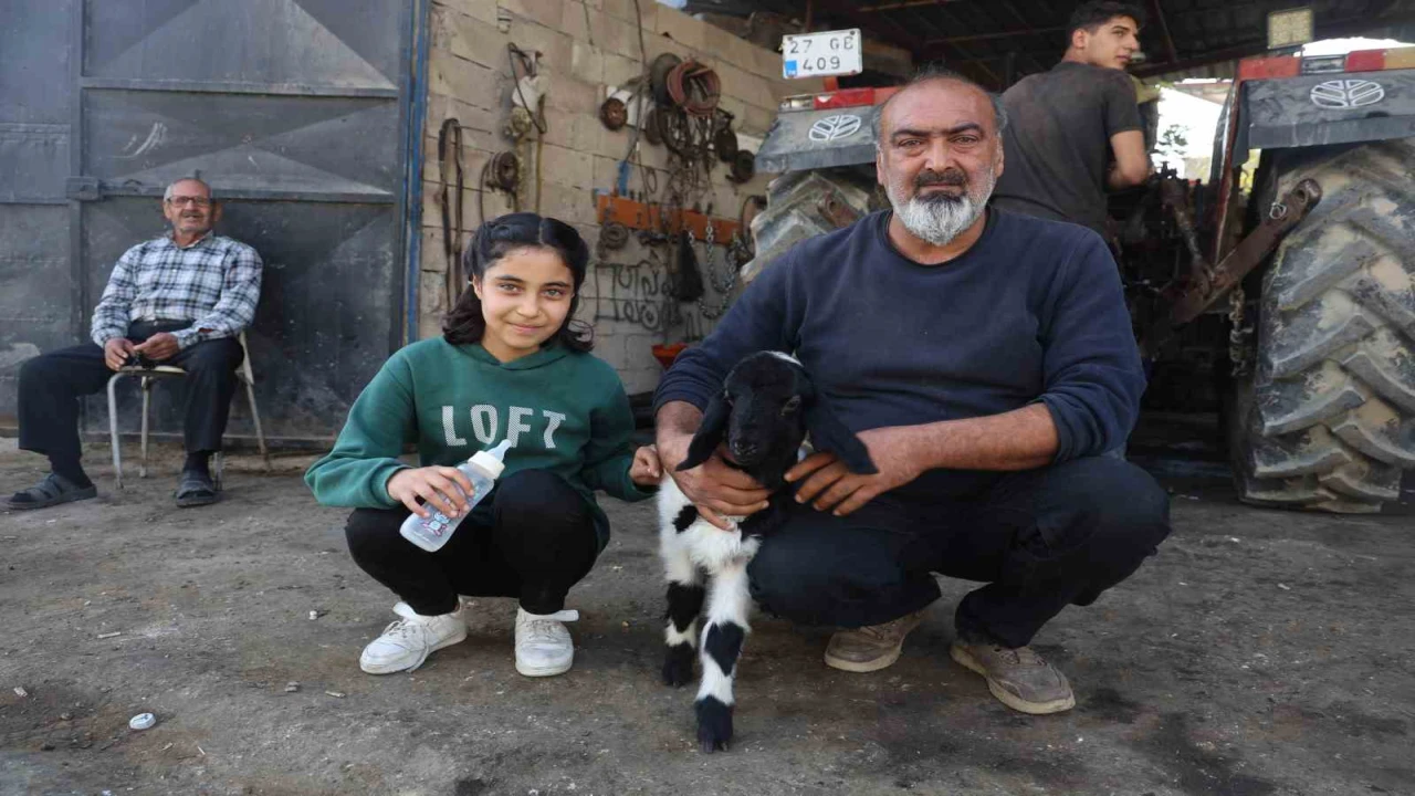 Annesi telef olan kuzuya şefkatle yaklaşan aile, Karabaşı biberonla besliyor