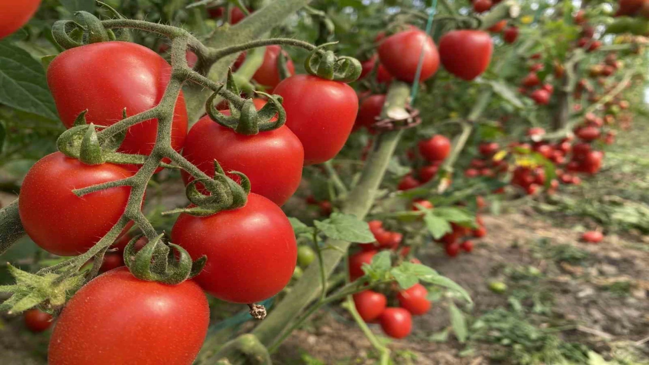 Antalya Ticaret Borsası, aralık ayı hal endeksini açıkladı: Meyvede fiyat arttı, sebzede geriledi