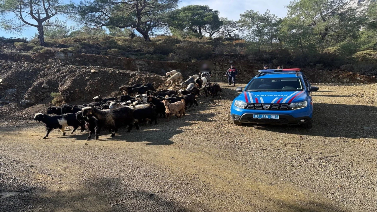 Antalyada kaybolan 55 küçükbaş hayvan jandarma ekiplerince bulundu