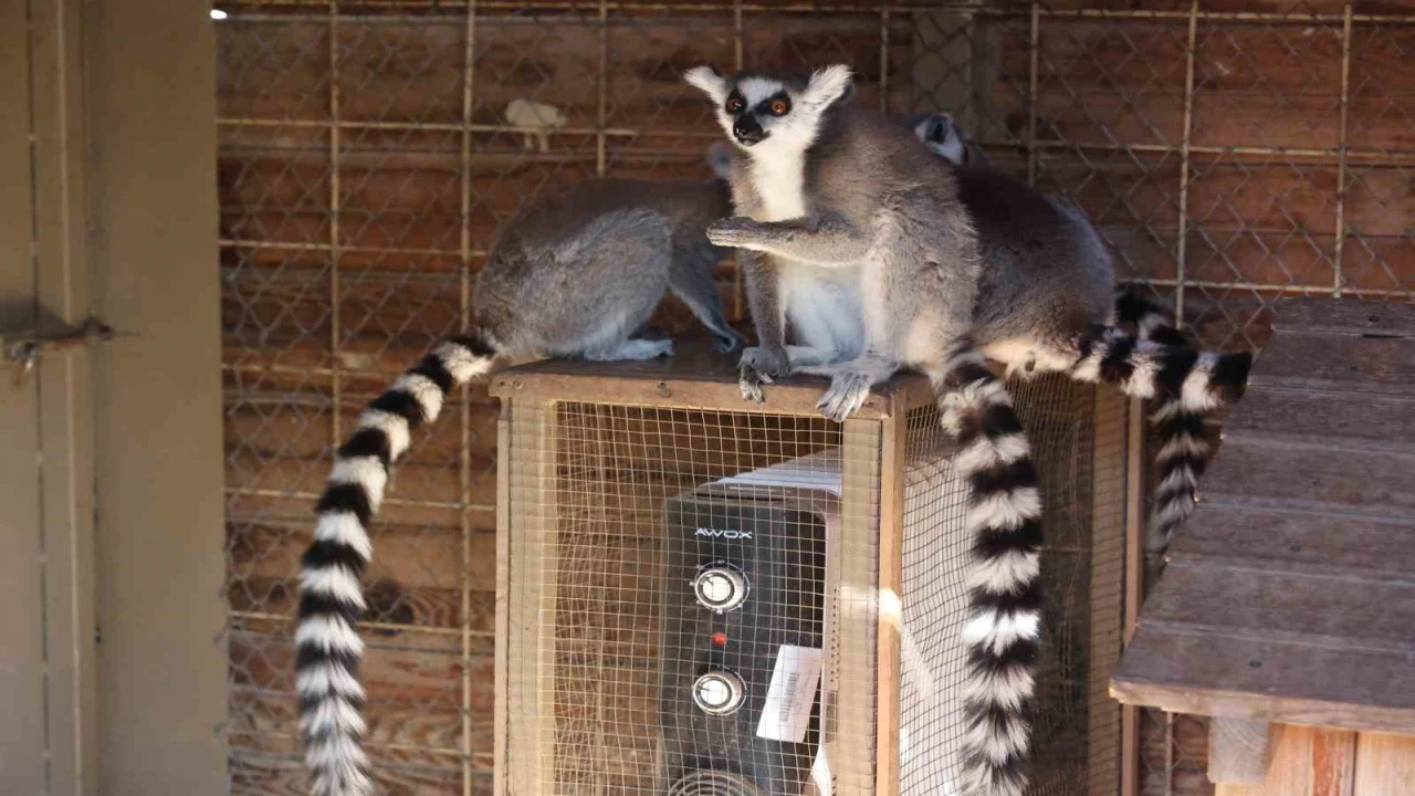 Antalyada soğuğa hassas olan hayvanlara sıcak önlemler