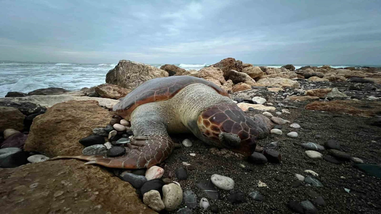 Bir caretta caretta daha ölü bulundu:15 günde 7inci ölüm