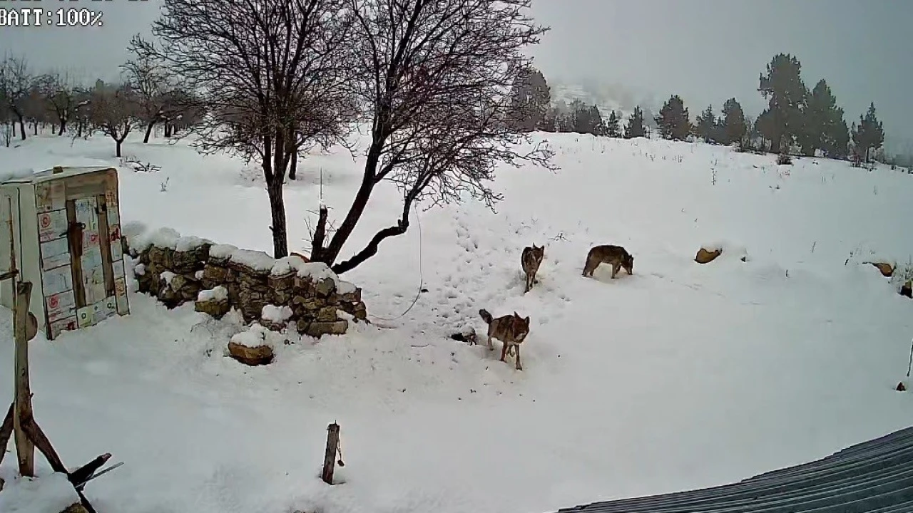 Bozyazıda kurtlar köye indi: O anlar kamerada