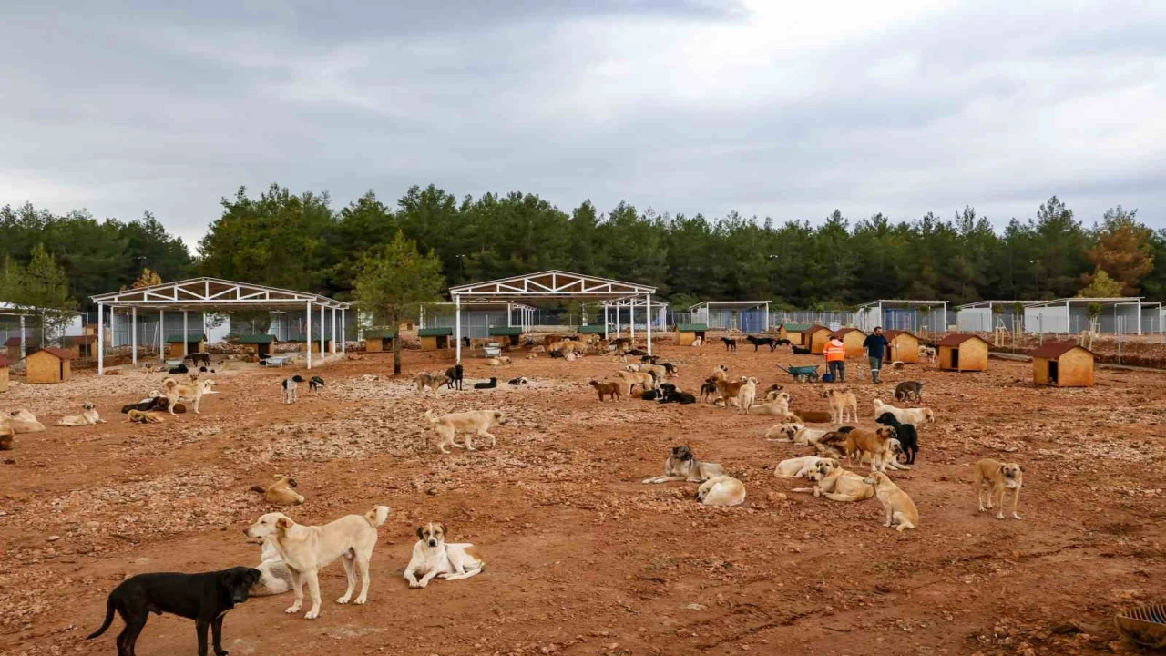 Büyükşehir sokak köpekleri için doğal yaşam alanı kapasitesini arttırdı