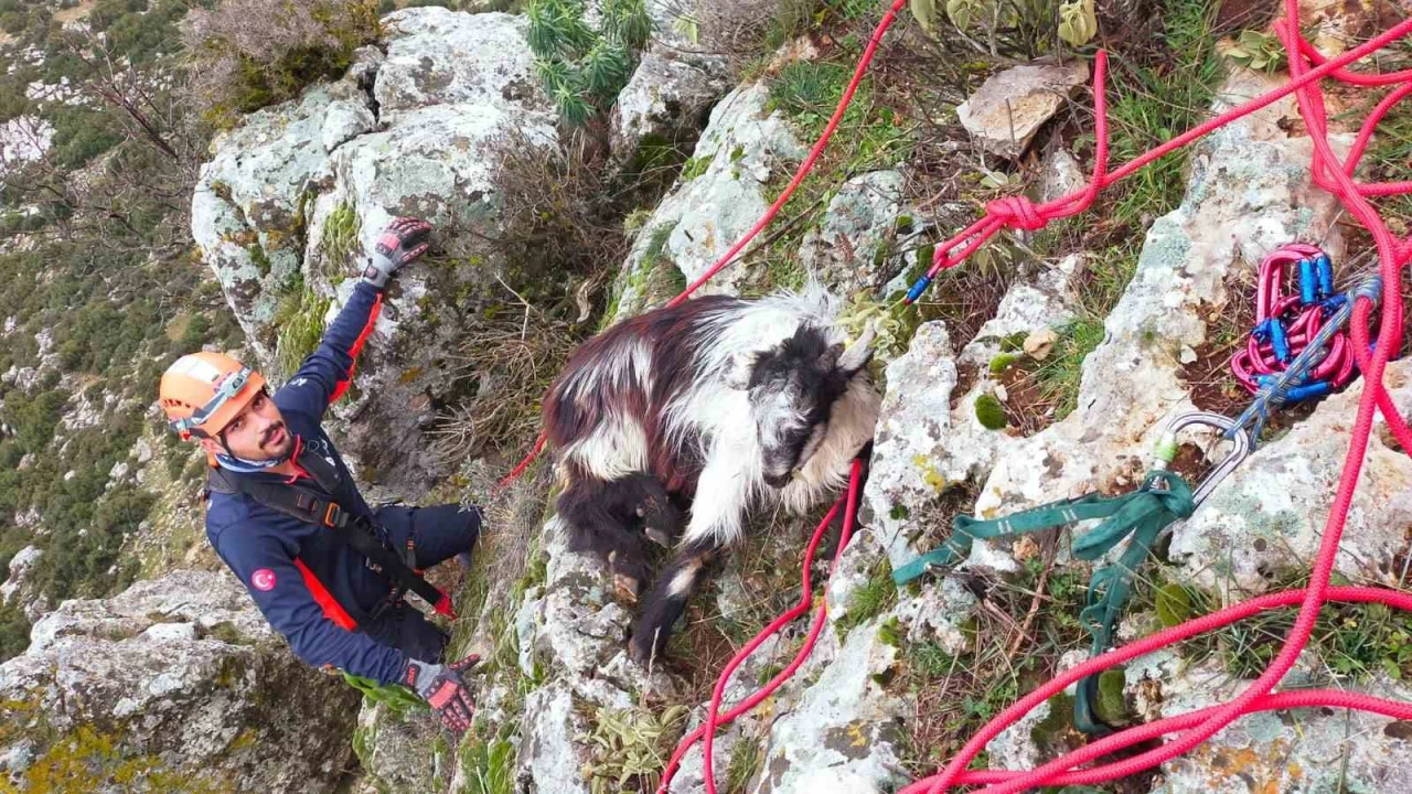 Dağda mahsur kalan keçi ekiplerce kurtarıldı