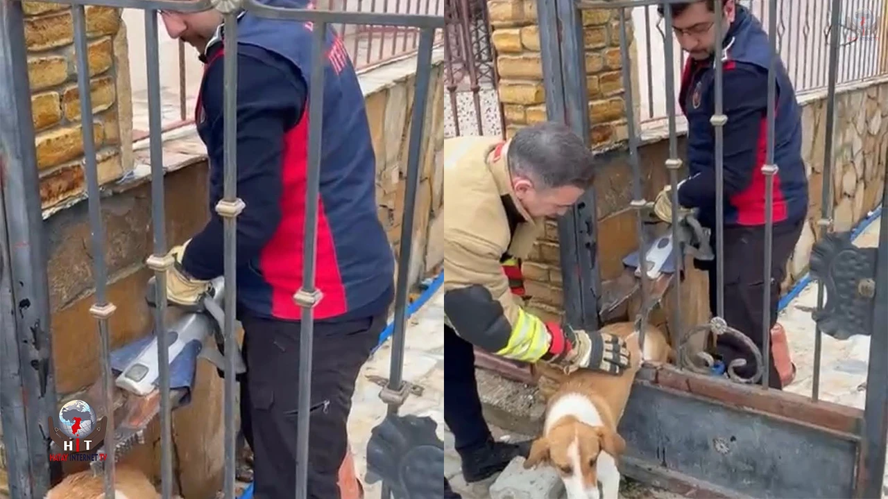 Demir korkuluklara sıkışan köpeği itfaiye kurtardı
