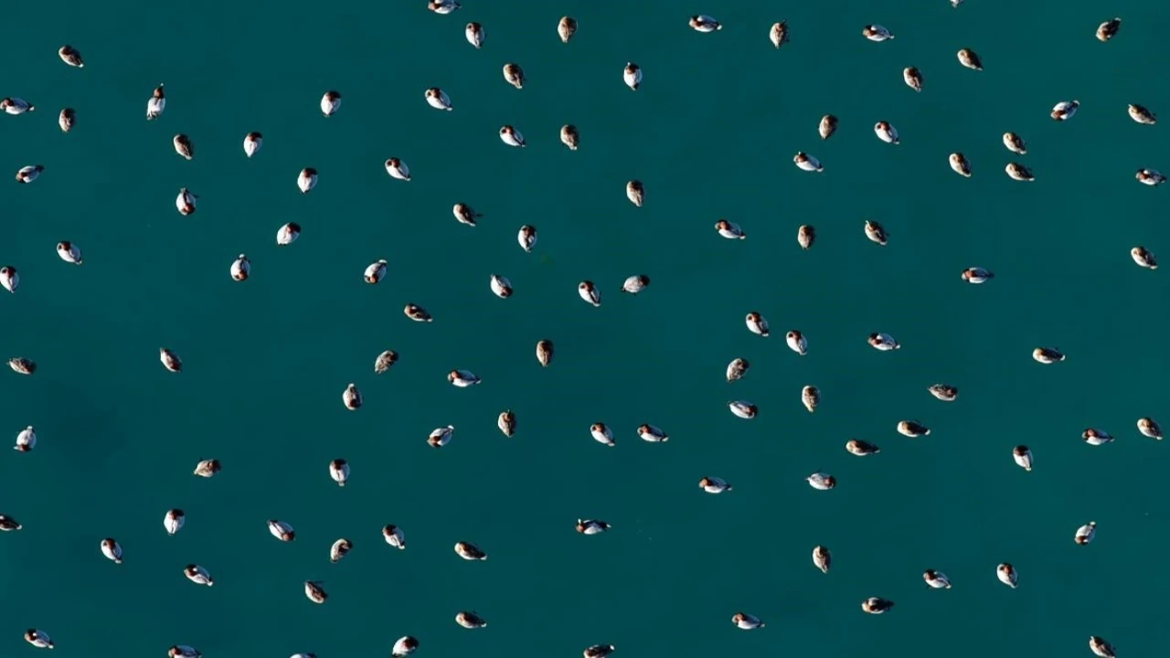 Elmabaş patka ördekleri Salda Gölünde havadan görüntülendi