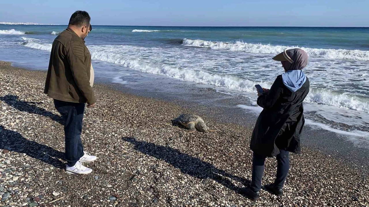 Erdemli sahilinde üzücü manzara: 2 günde 2 caretta caretta telef oldu