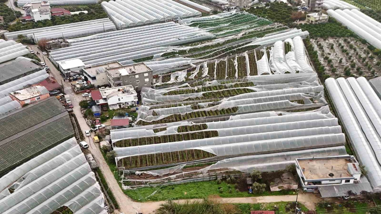 Finikede hortumdan zarar gören seralarda hasar tespiti başladı