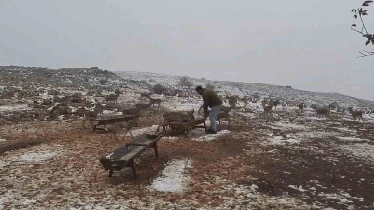 ‘Gazella gazella dağ ceylanlarının kar keyfi