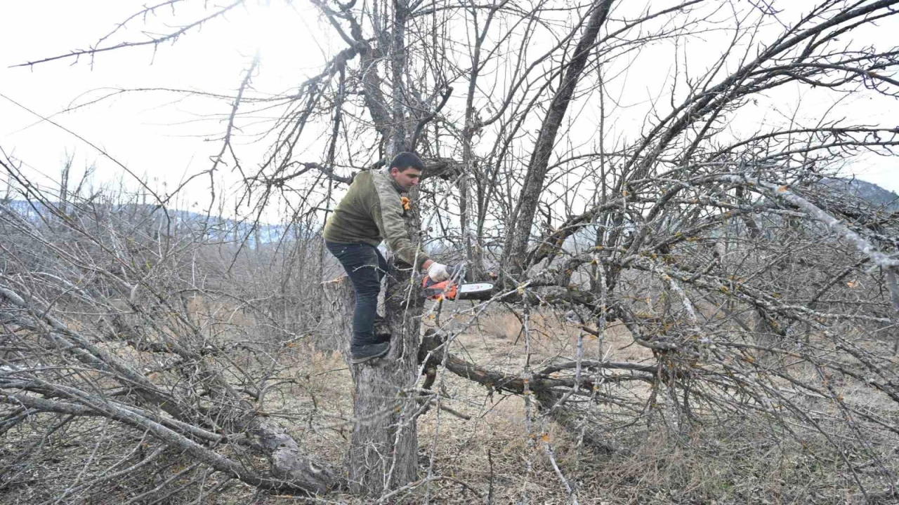 Gölcük Tabiat Parkında elma bahçeleri yeniden üretime kazandırılıyor