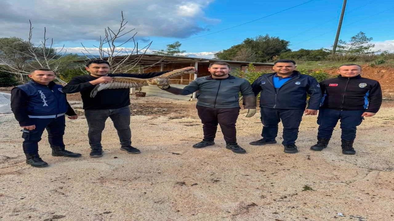 Kumlucada yaralı atmaca tedavisi sonrası doğaya bırakıldı