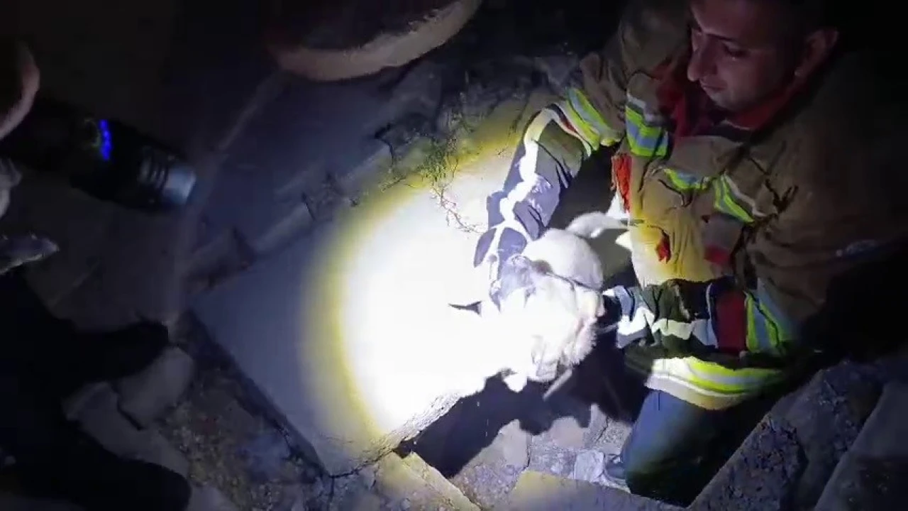 Kuyuya düşen yavru köpeği itfaiye kurtardı