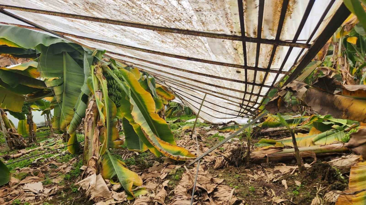 Mersinde dolu sera çökertti, bahçelere zarar verdi