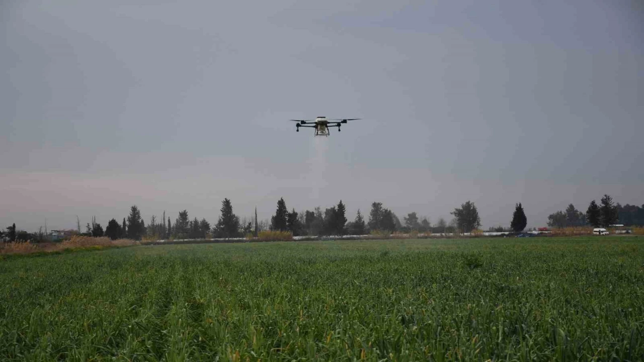 Mersinde dronla gübreleme ve ilaçlama çiftçinin zayiatını sıfıra indirdi, zamandan tasarruf sağladı