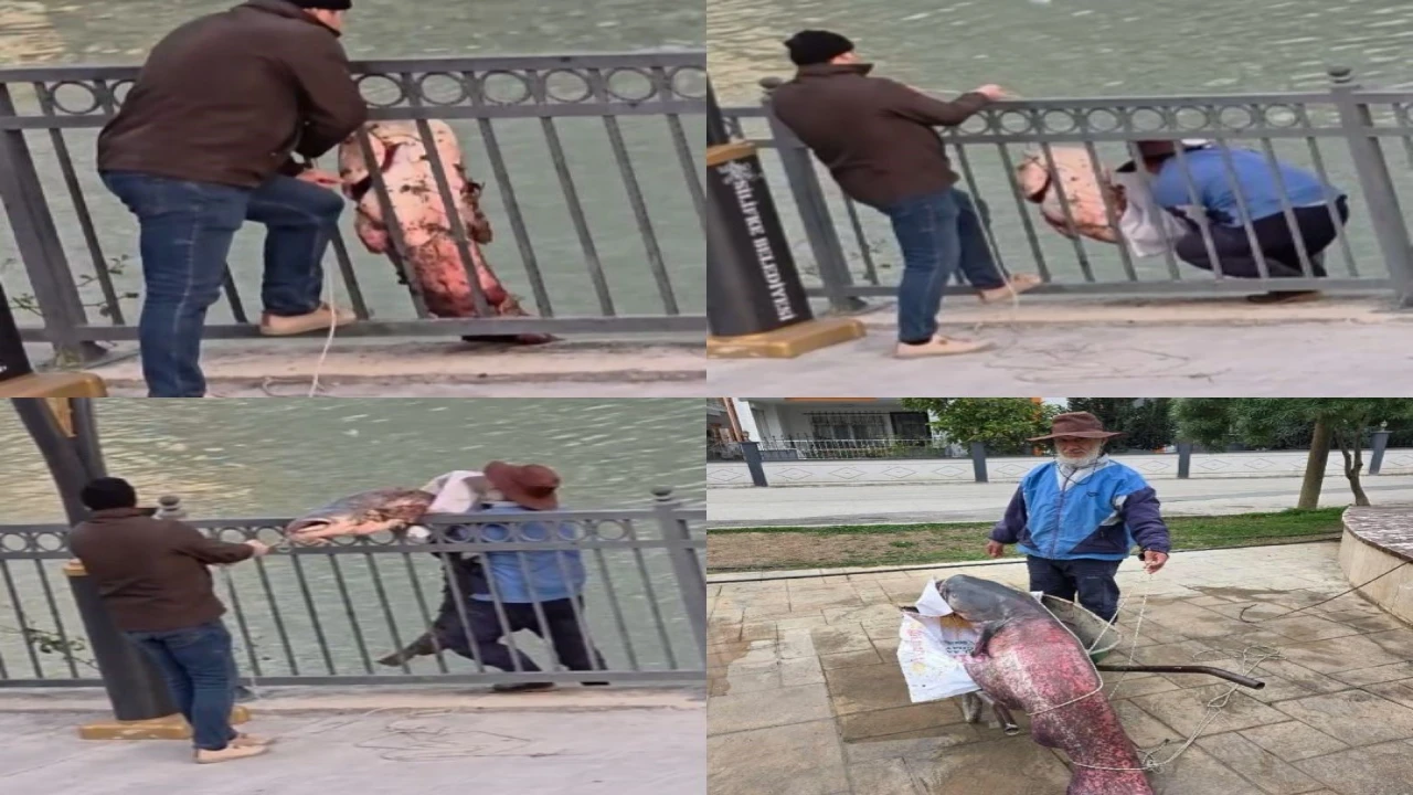 Mersinde Göksu Nehrinde yakalanan dev yayın balığı güçlükle kıyıya alındı