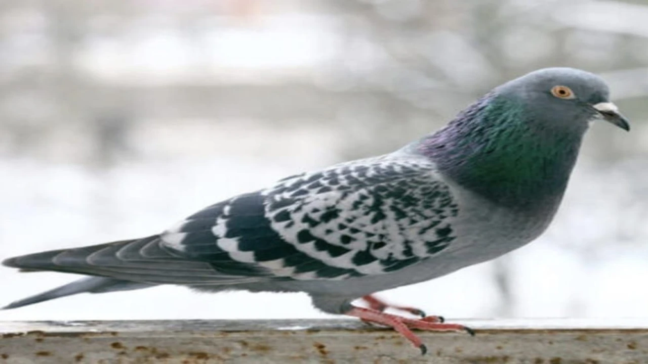 O anlar kamerada: Kasklı şüpheli damdaki kuşları çaldı