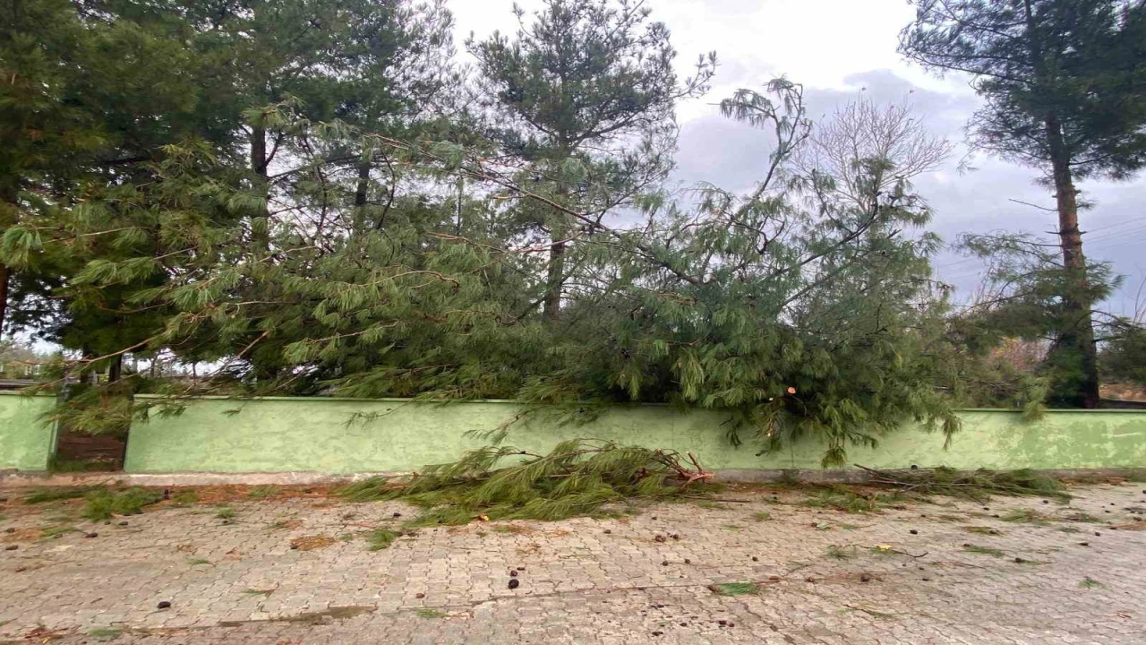 Osmaniyede şiddetli rüzgar dev ağaçları kökünden söktü