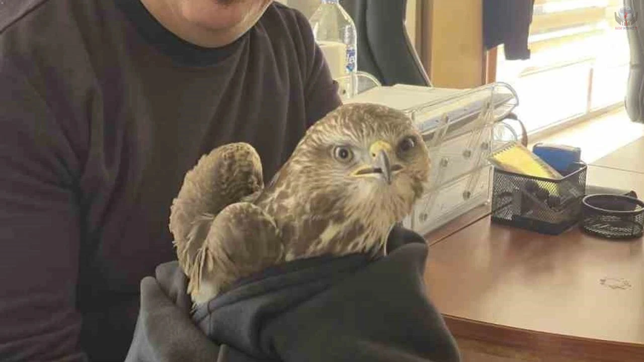 Payasta yaralı şahin bulundu