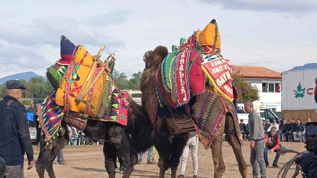 Şap hastalığı deve güreş gösterilerine de sekte vurdu