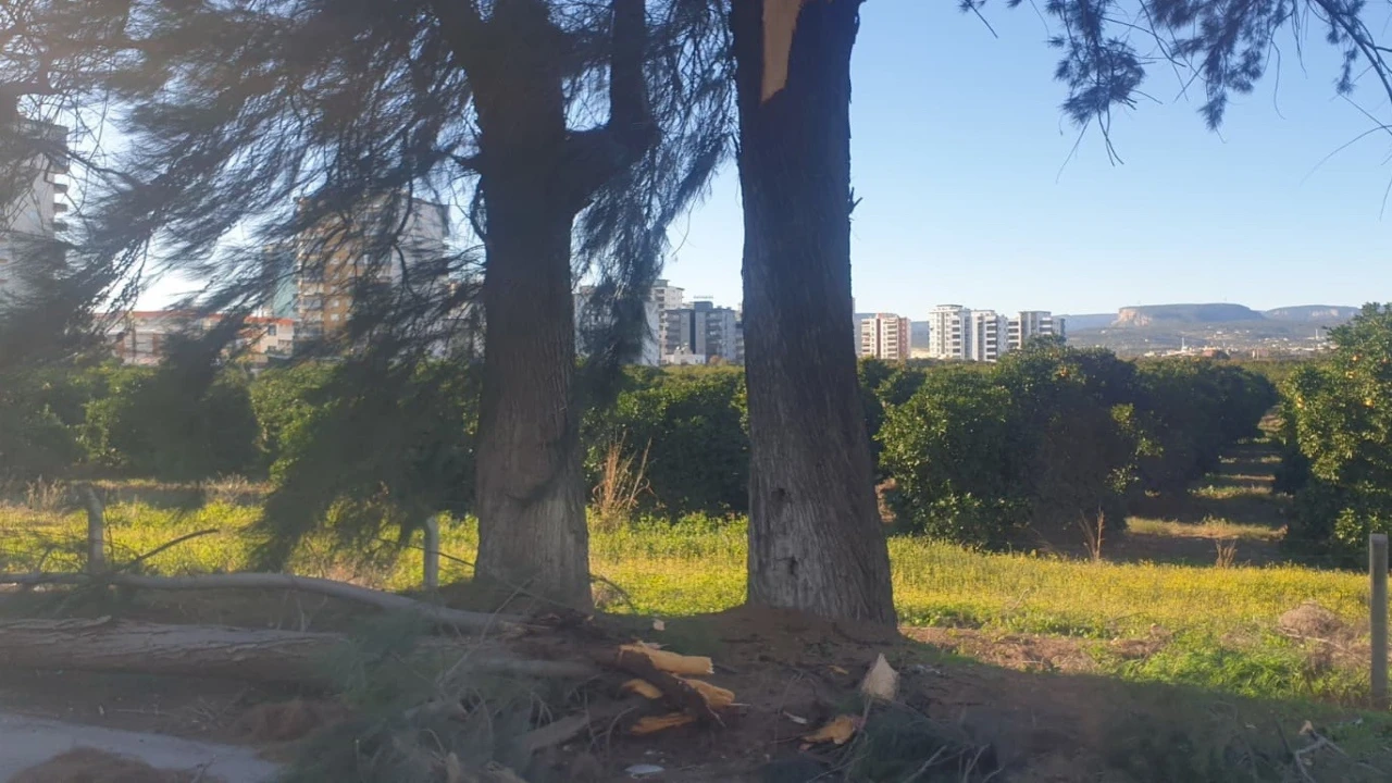 Şiddetli rüzgarda kırılan ağaç yola devrildi