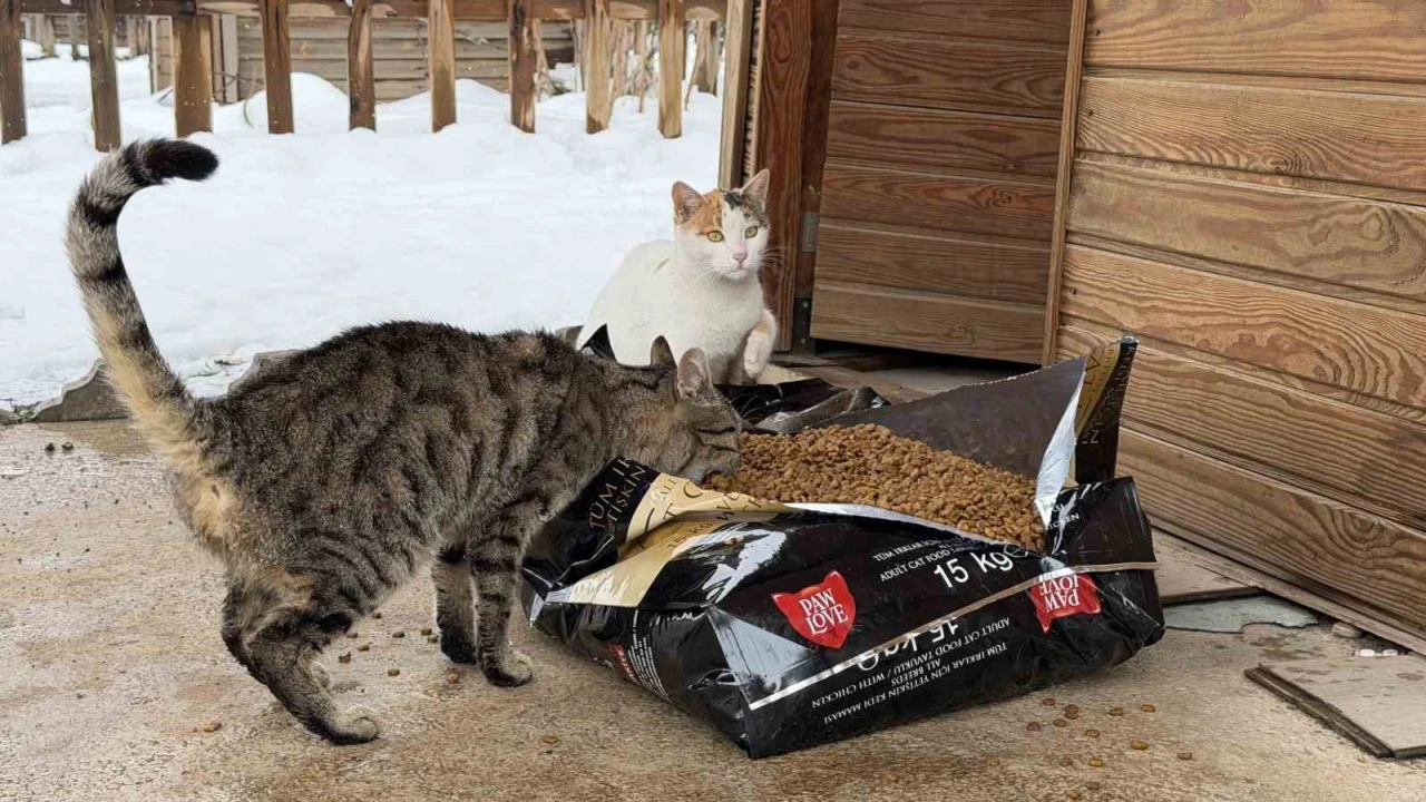 Soğuk havalarda sokak hayvanlarına şefkat eli