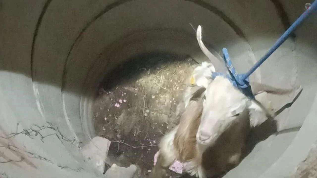 Su kuyusunda mahsur kalan keçiyi itfaiye kurtardı