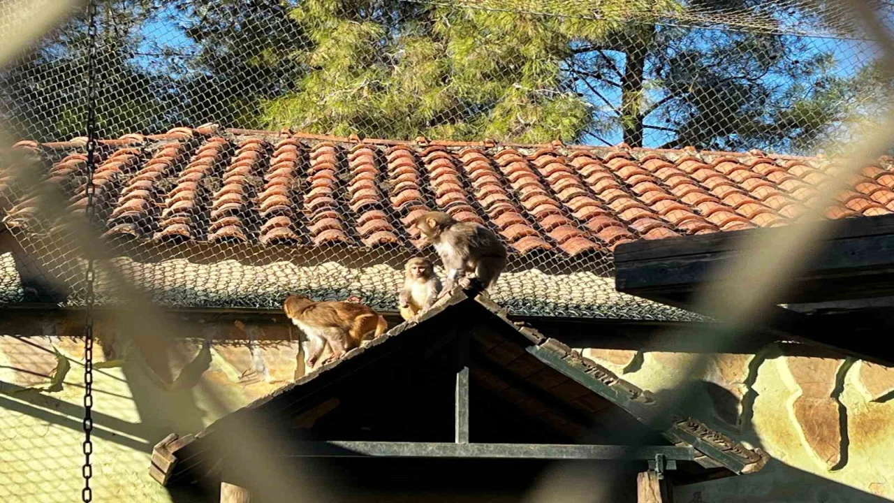 Terminalde koli içinde yakalanan yavru maymunun Fıstık gibi hayatı oldu