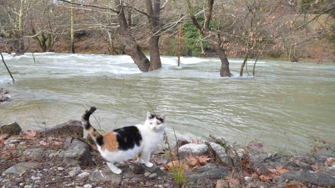 Toroslarda yağış bereketi kuruyan Üzümdere Irmağını yeniden canlandırdı, şelaleler coştu