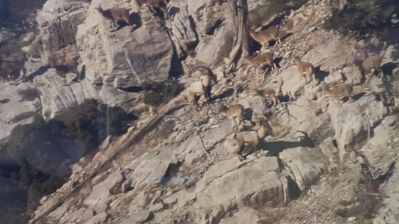 Toroslardaki yaban keçileri koruma altında