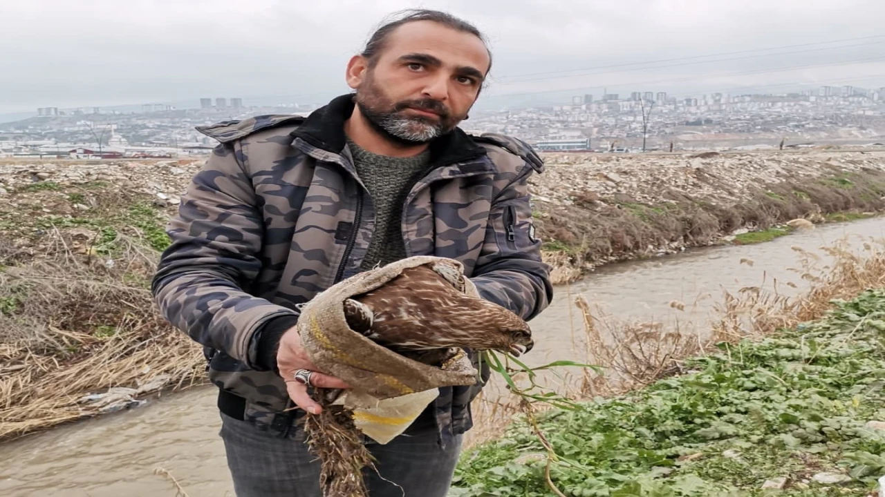 Yaralı şahin kurtarıldı