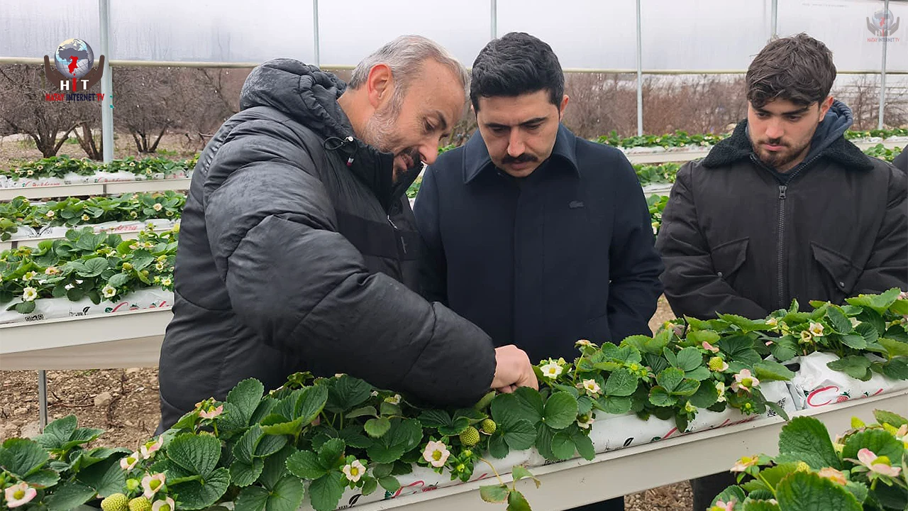Yayladağı’nda örtü altında çilek üretimi sürüyor
