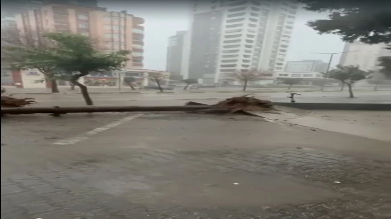 Adanada fırtına ağaçları yerinden söktü