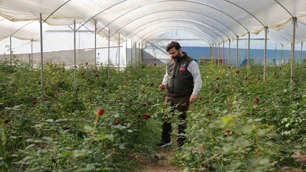 Adanada sevgililerin gülleri dalında kurudu