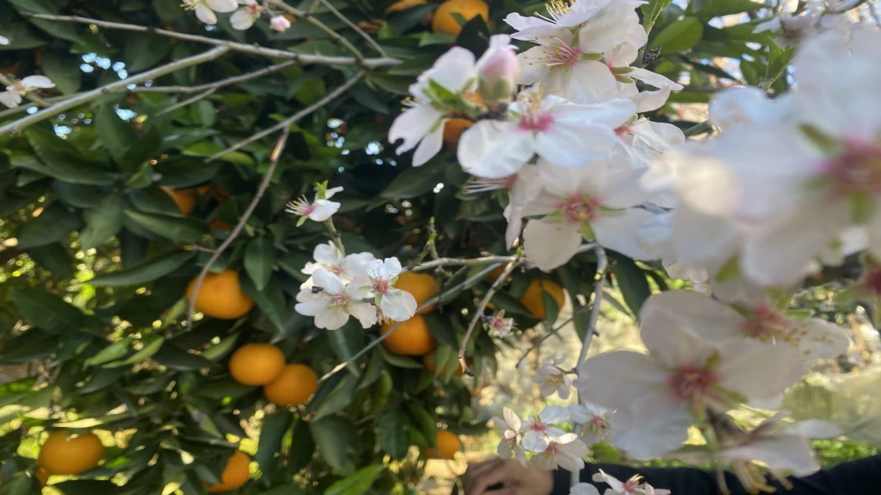 Aksuda badem ağaçları şubat ortasında çiçek açtı