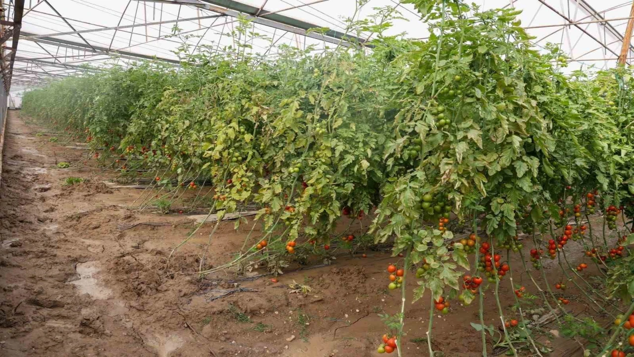 Aksuda sağanak, sel, hortum ve doludan 23 mahalle, 500 çiftçi zarar gördü