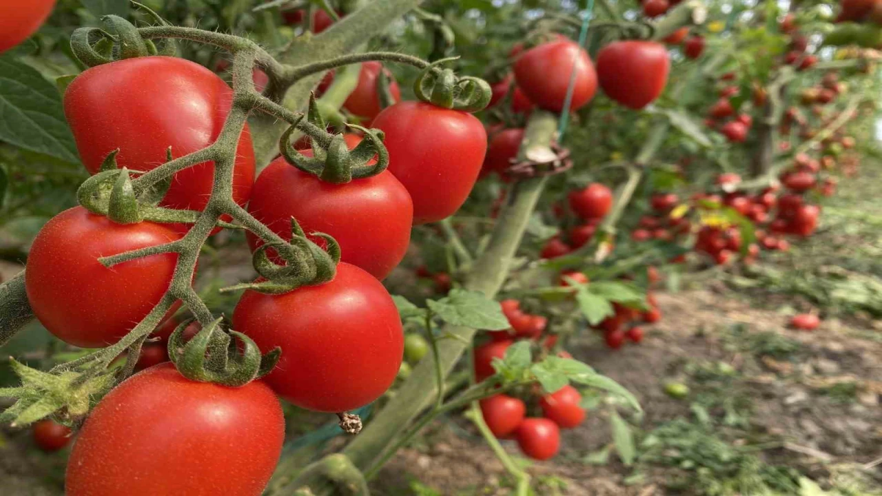 Antalya Ticaret Borsası, Ocak ayı hal endeksini açıkladı
