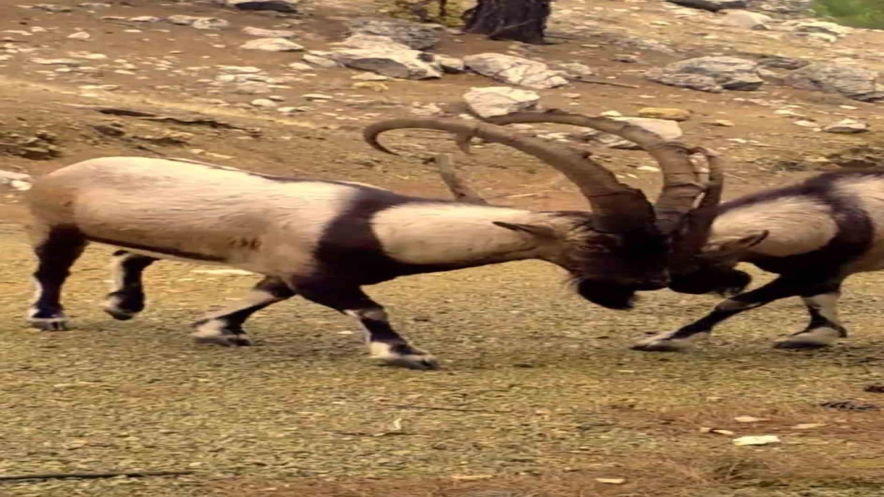 Antalyada yaban hayatı fotokapanlara yansıdı