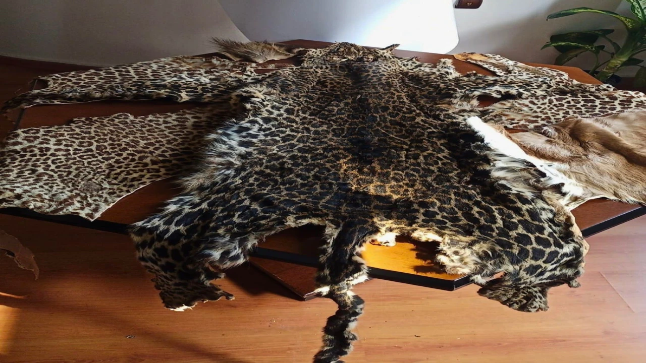 Çukurova Uluslararası Havalimanında leopar postu ve baykuş gözü ele geçirildi