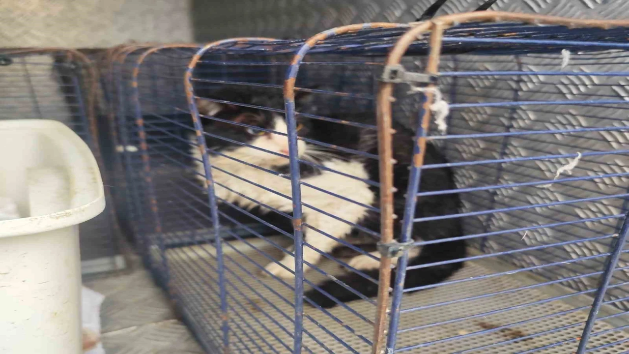 Derede mahsur kalan kedi kurtarıldı