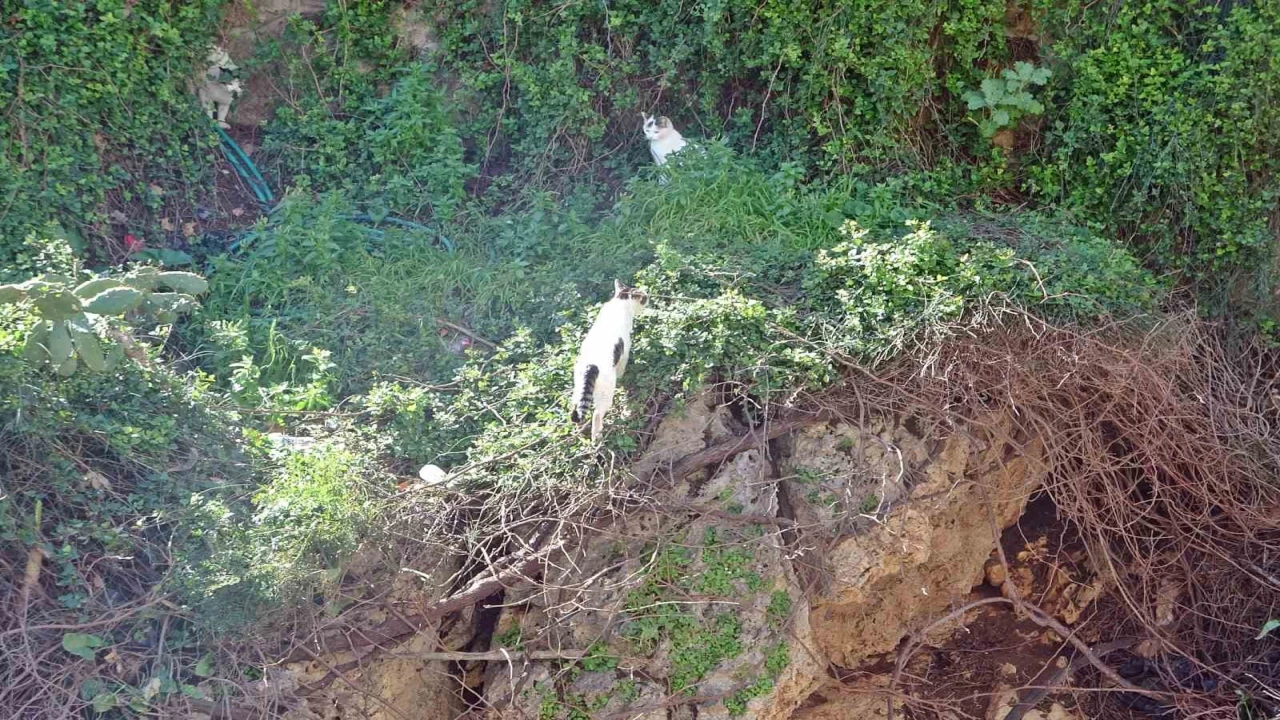 Falezlerde mahsur kaldığı sanılan kedilerin keyfi ‘ihbarla son buldu