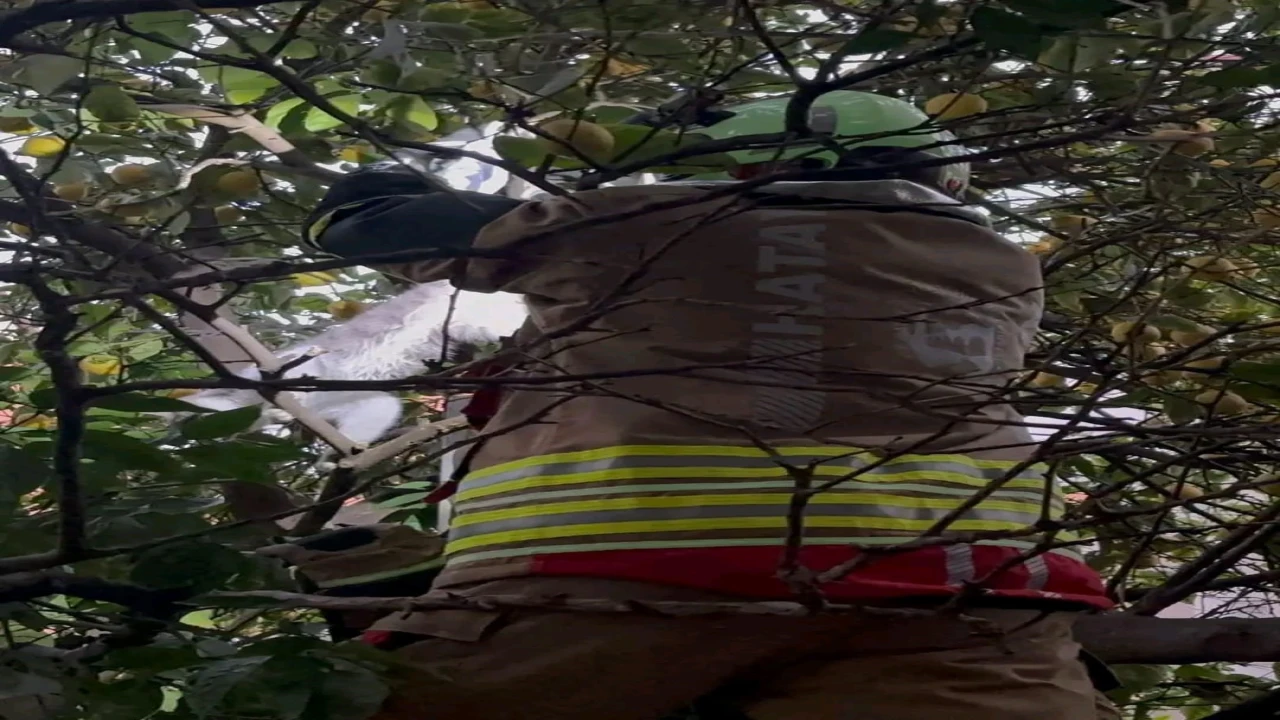 Hatayda ağaca takılan kediyi itfaiye kurtardı