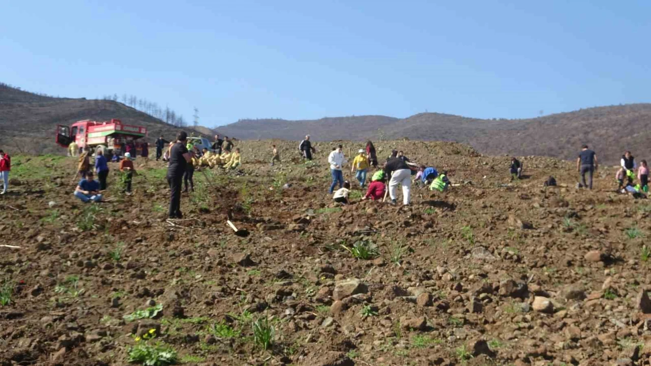 Hatayda orman yangınından zarar gören alanlarda 5 bin fidan toprakla buluşturuldu