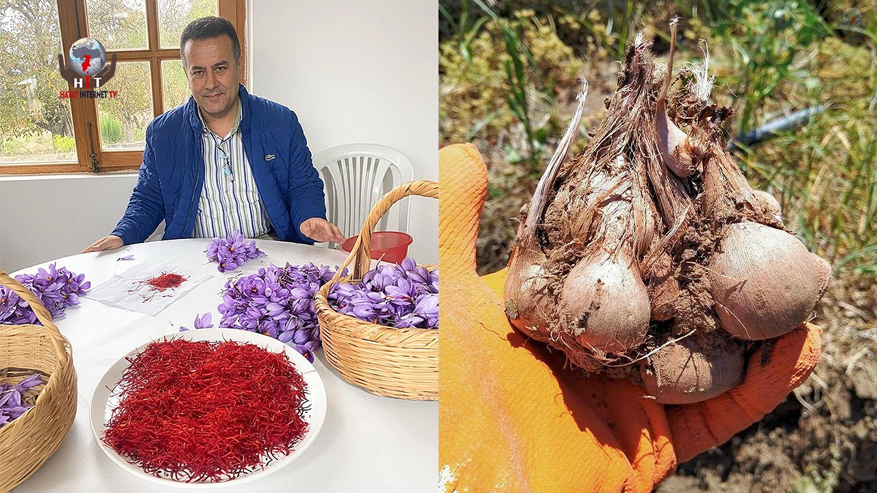 HATAY’DA SAFRAN ÜRETİMİ BÜYÜYOR