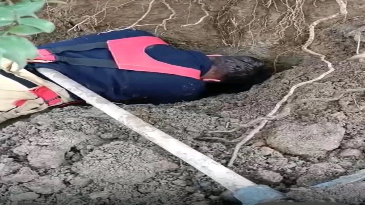 Hatayda toprağın kaymasıyla göçük altında kalan yavru köpekler kurtarıldı