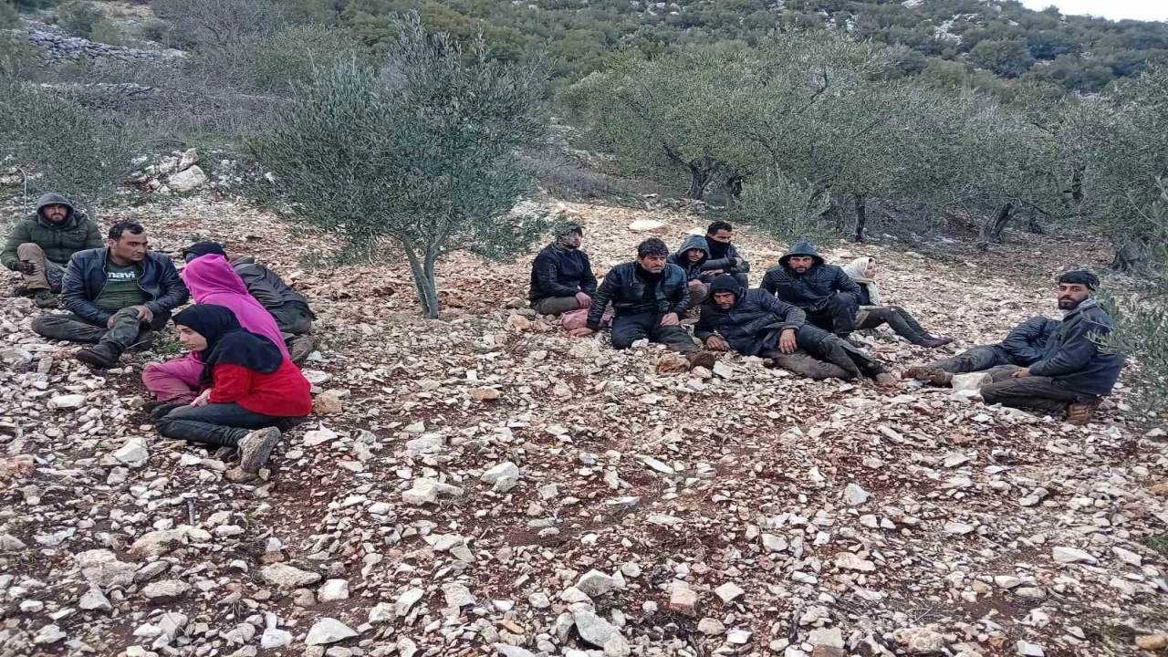 Hatayda zeytinlik alanda 30 düzensiz göçmen yakalandı