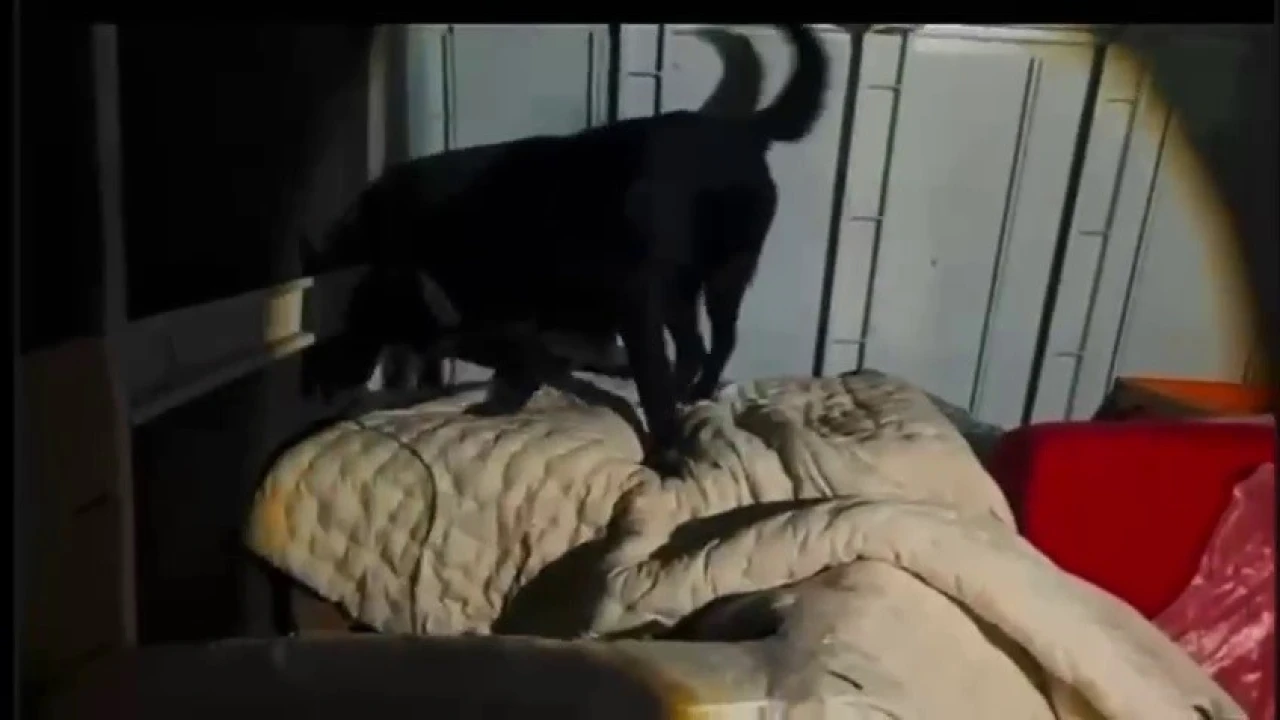 Hatay'da 11 Kilo Skunk Ele Geçirildi