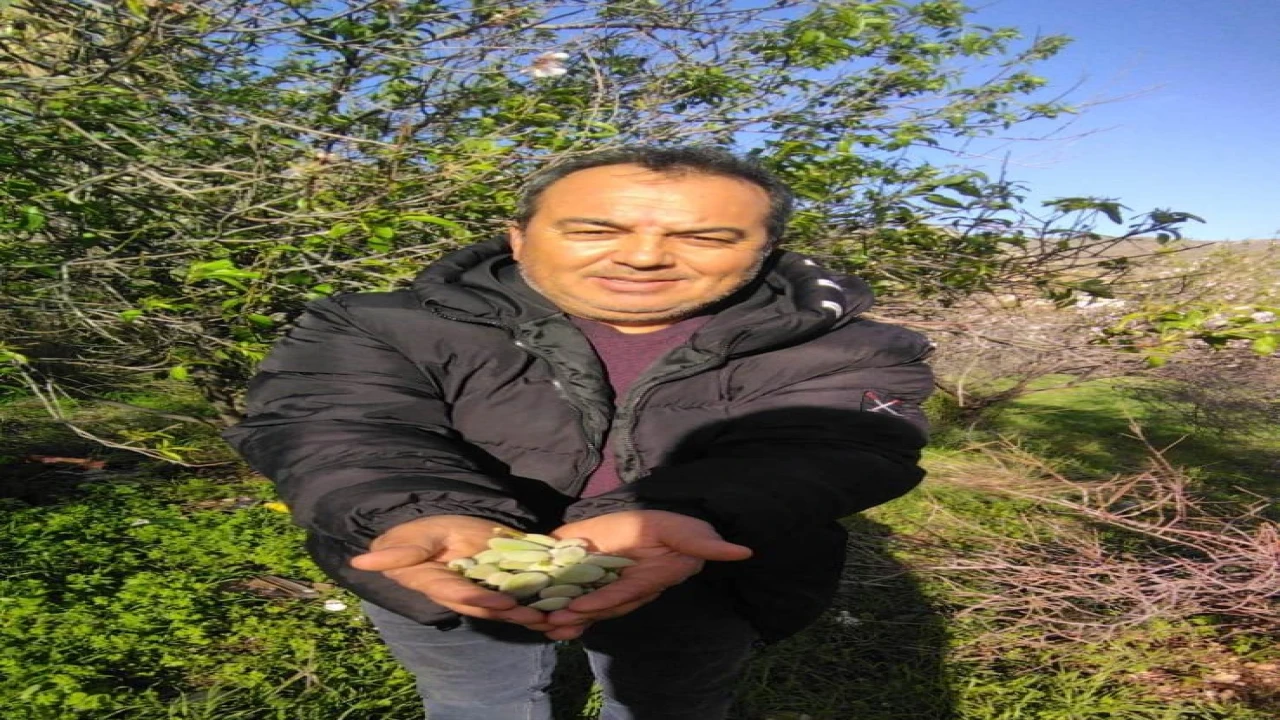 Kara kışta badem sürprizi